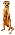 A Meerkat
